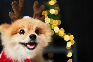 cão fofo pomeranian com uma borda de um boné de chifre de veado perto da árvore de natal e caixa de presente. fundo de decorações de ano novo. animal de estimação e férias foto