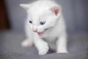 gatinho branco rosnando foto