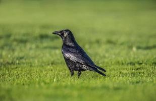corvo na grama foto