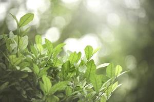 lindo fundo verde natural, closeup de folhas verdes frescas sob a luz do sol no início da manhã. planta de folha verde ao sol, papel de parede de manhã de dia de primavera foto