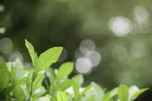 lindo fundo verde natural, closeup de folhas verdes frescas sob a luz do sol no início da manhã. planta de folha verde ao sol, papel de parede de manhã de dia de primavera foto