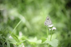 bela natureza verde com borboleta na flor selvagem branca no jardim de verão, inseto na natureza verde turva fundo, conceito de paisagem natural de ecologia foto