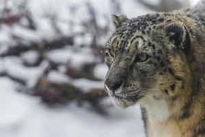 leopardo da neve foto