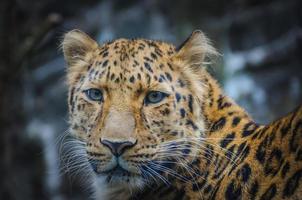 leopardo no zoológico