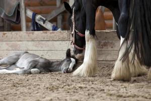 o cavalo está de pé perto do potro, o garanhão está deitado no chão, um potro nasceu no estábulo. foto