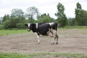 uma vaca preta com manchas brancas fica em um campo e mastiga grama, em um dia ensolarado, foto