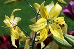 grandes flores de lírio são vermelhas, amarelas, no parque, em um dia ensolarado, em um fundo de grama verde, foto