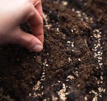 a mão semeia sementes no chão do jardim. plantio de primavera de um agricultor no chão. cultivo de alimentos naturais foto