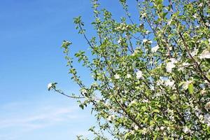 lindo galho de árvore florescendo na primavera. foto