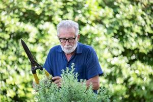homem idoso tentado com cabelos grisalhos está cortando arbustos no jardim.