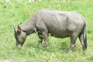 búfalo de água comendo grama em campo. Asia buffalo é um grande bovino nativo do sudeste da Ásia. foto