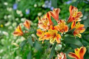 vista de perto do lindo lírio alstroemeria laranja e amarelo foto