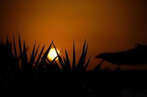belo pôr do sol com palmeiras em primeiro plano foto