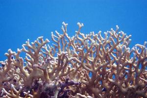 grande coral e água azul foto