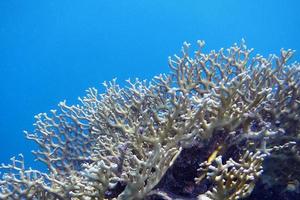 coral brilhante e azul foto