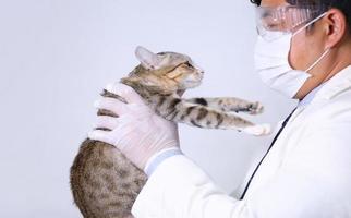 veterinário segurando gato e injetar medicamento de vacina no gato foto