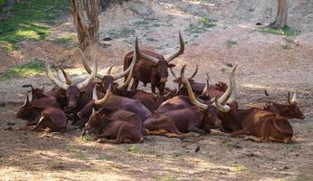 rebanho de gado ankole watusi foto