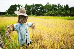 espantalho homem de palha guardando campos de arroz foto