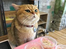 um lindo gato doméstico está descansando em uma sala quente e leve, um gato cinza de cabelo curto com olhos verdes, olhando para a câmera foto