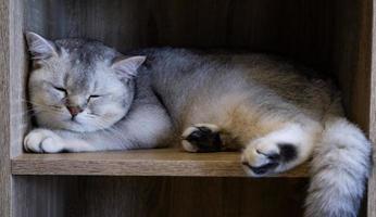 um lindo gato doméstico está descansando em um quarto azul claro, um gato cinza de cabelo curto com olhos amarelos olhando para a câmera foto