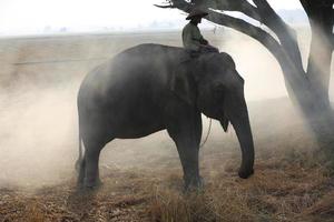 silhueta Mahout passeio de elefante debaixo da árvore antes do nascer do sol foto