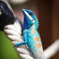 lagartos azuis