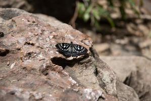 uma borboleta borboleta foto