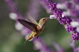 hummingbrid foto