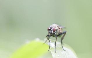 closeup de mosca de olhos vermelhos foto