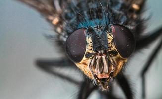 retrato de mosca macro foto