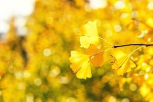 conceito de design - lindo ginkgo amarelo, folha de árvore gingko biloba na temporada de outono em dia ensolarado com luz solar, close-up, bokeh, fundo desfocado. foto