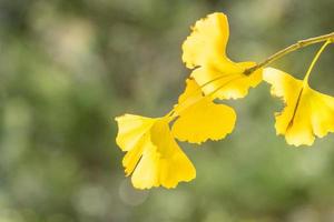 conceito de design - lindo ginkgo amarelo, folha de árvore gingko biloba na temporada de outono em dia ensolarado com luz solar, close-up, bokeh, fundo desfocado. foto