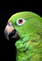 papagaio da amazônia foto