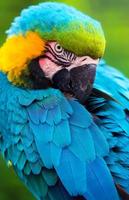 pássaro papagaio foto