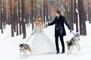 alegres recém-casados caminha na trilha na floresta nevada com dois cães siberianos. casamento de inverno. obra de arte. espaço de cópia foto