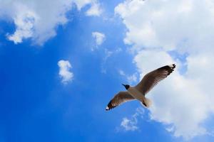 gaivotas voando no céu foto