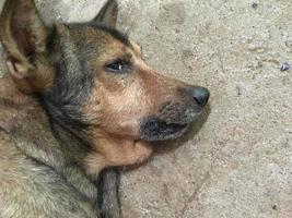 cães domesticados da tailândia apenas foto