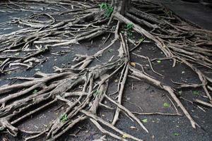 muitas raízes de árvores fundo natural foto