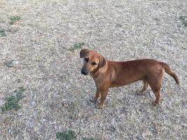 cães domesticados da tailândia apenas foto