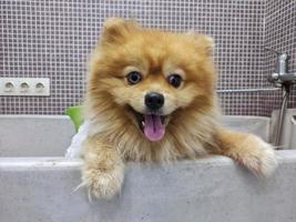 spitz de cachorro em um banho para lavar. cães de tosa foto