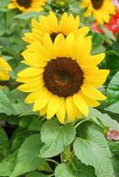 helianthus annuus, girassóis pequenos e em vasos. tamanho pequeno da flor foto