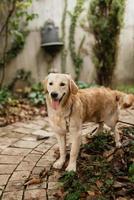 cachorro golden retriever em um casamento foto