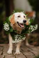 cachorro golden retriever em um casamento foto