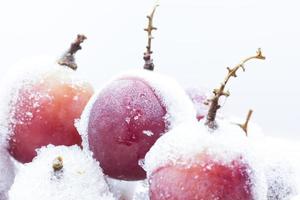 uvas vermelhas congeladas, um gelo branco em flocos,