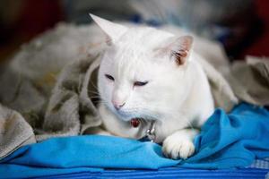 um lindo gato doméstico está descansando em uma sala quente e leve, um gato cinza de cabelo curto com olhos verdes, olhando para a câmera foto