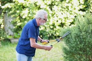 homem idoso tentado com cabelos grisalhos está cortando arbustos no jardim.