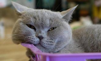 um lindo gato doméstico está descansando em uma sala quente e leve, um gato cinza de cabelo curto com olhos verdes, olhando para a câmera