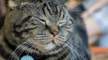 um lindo gato doméstico está descansando em uma sala quente e leve, um gato cinza de cabelo curto com olhos verdes, olhando para a câmera foto