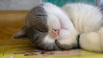 um lindo gato doméstico está descansando em uma sala quente e leve, um gato cinza de cabelo curto com olhos verdes, olhando para a câmera foto