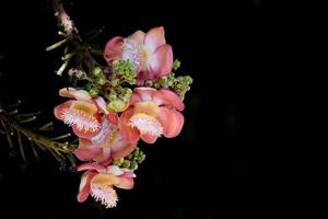 flor de bala de canhão fresca foto